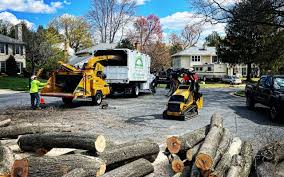 How Our Tree Care Process Works  in  High Bridge, NJ