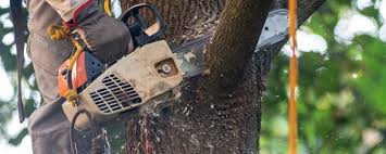 Best Tree Health Inspection  in High Bridge, NJ