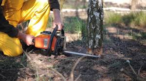 Best Fruit Tree Pruning  in High Bridge, NJ