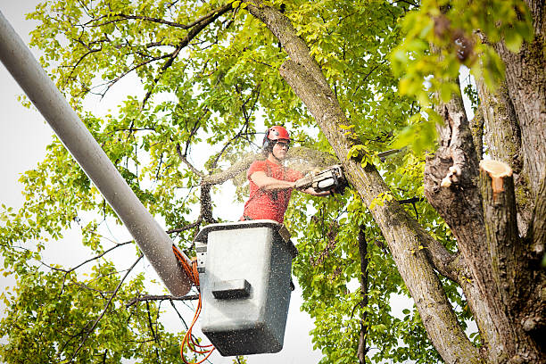 Best Hedge Trimming  in High Bridge, NJ