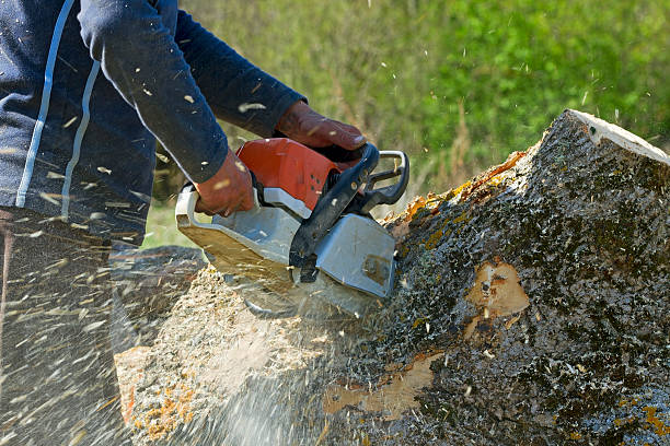 Best Firewood Processing and Delivery  in High Bridge, NJ