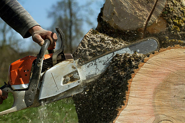 Best Tree Removal  in High Bridge, NJ